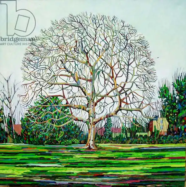Paine, Noel: Bow Tree Hiver