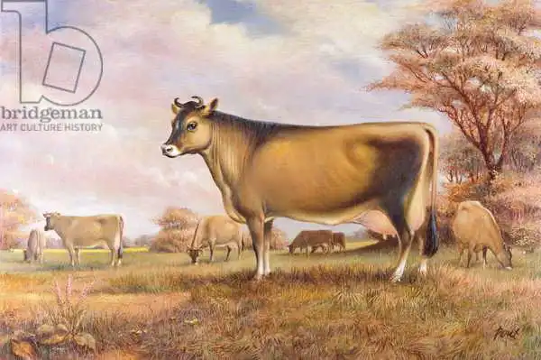 Pout, Dudley: Jersey Cow