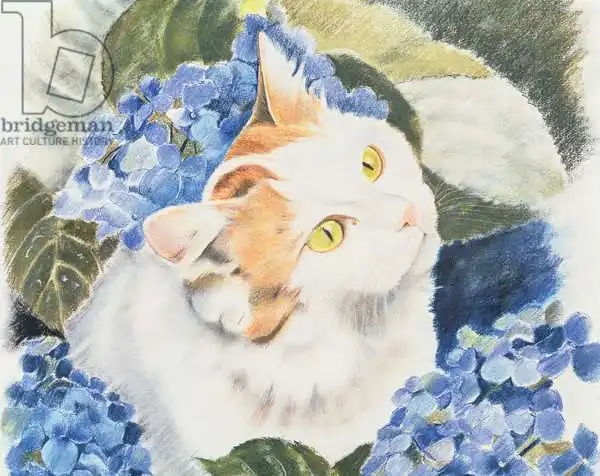 Robinson, Anne: Turkish Van