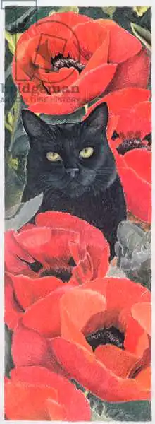 Robinson, Anne: Black Cat with Poppies