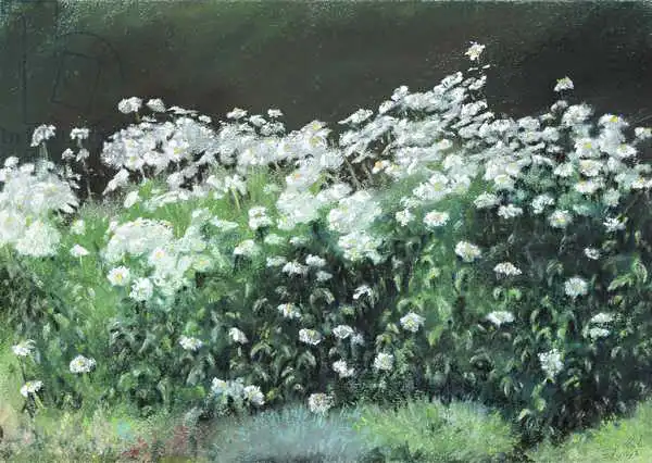 Rule, Anthony: Shasta -Gänseblümchen