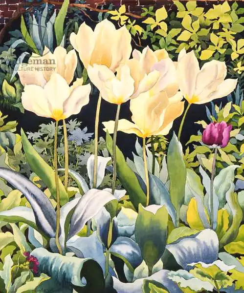 Ryland, Christophe: Pale Tulips