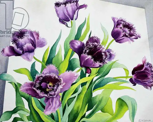 Ryland, Christophe: Purple Fringe Tulips