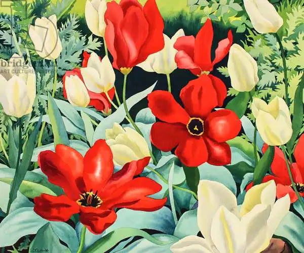 Ryland, Christophe: Early Tulips