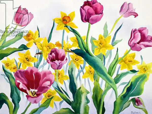 Ryland, Christophe: Daffodils and Tulips