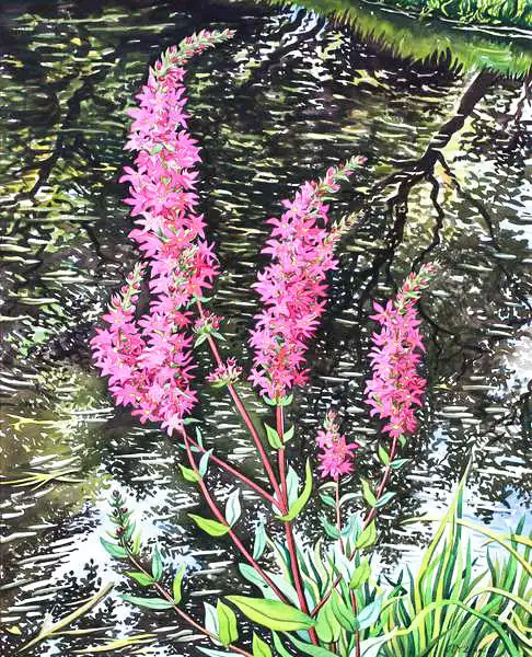 Ryland, Christophe: Wild Loosestrife