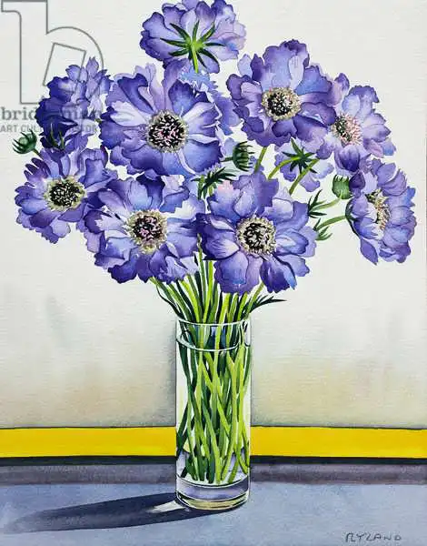 Ryland, Christophe: Scabious with Yellow Band