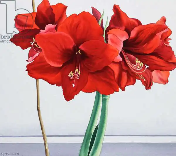 Ryland, Christophe: Red Amaryllis