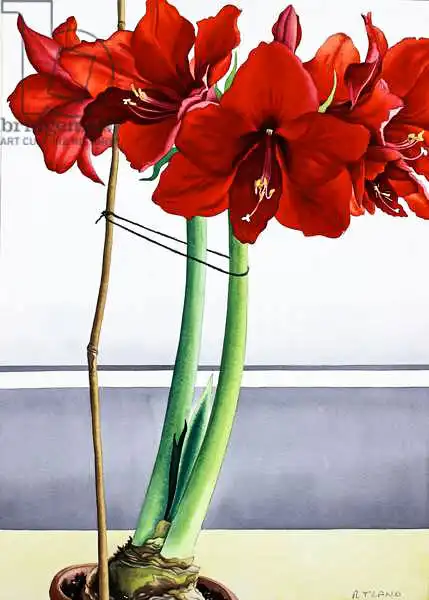 Ryland, Christophe: Red Amaryllis 2