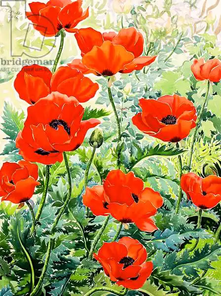 Ryland, Christophe: Garden Red Poppies