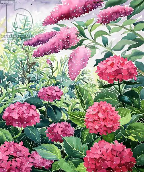 Ryland, Christophe: Garden Hydrangeas and Buddleia