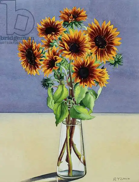 Ryland, Christophe: Sunflowers
