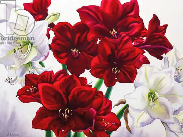Ryland, Christophe: Red and White Amaryllis