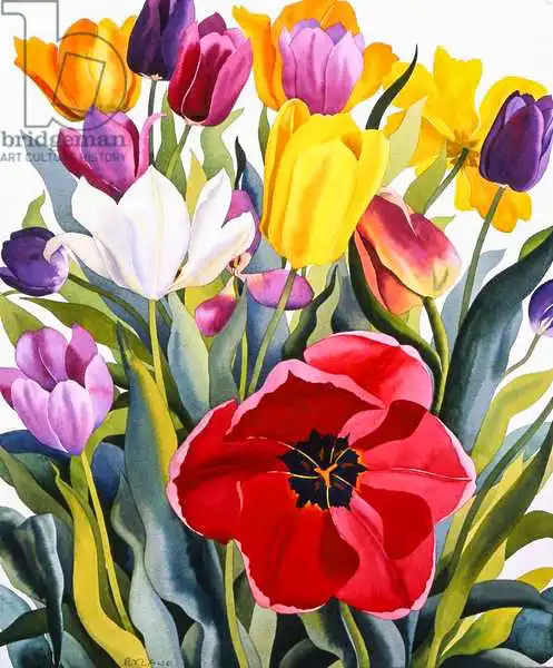 Ryland, Christophe: Tulips