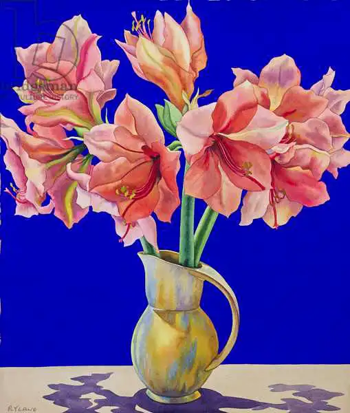 Ryland, Christophe: Amaryllis in a jug