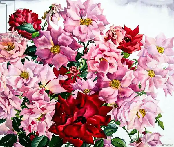 Ryland, Christophe: Red and Pink Roses