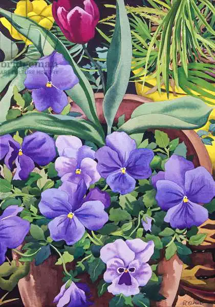 Ryland, Christophe: Flowerpots with Pansies