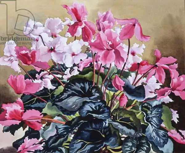 Ryland, Christophe: Cyclamen