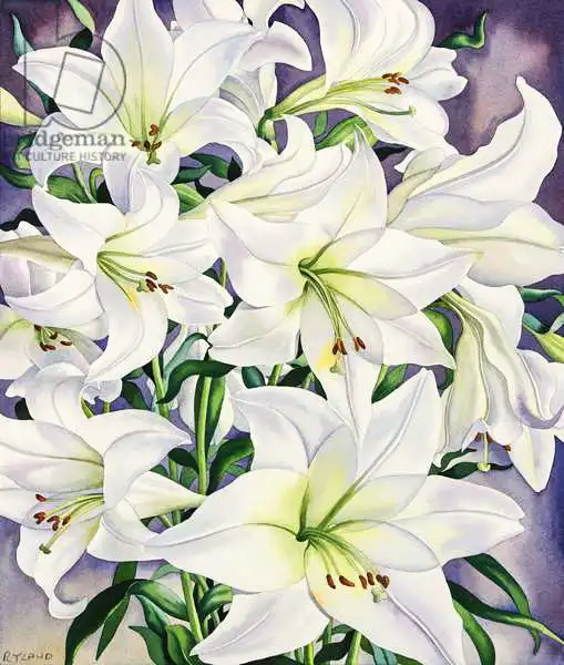Ryland, Christophe: White Lilies