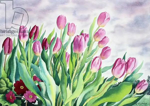 Ryland, Christophe: Tulips by Window