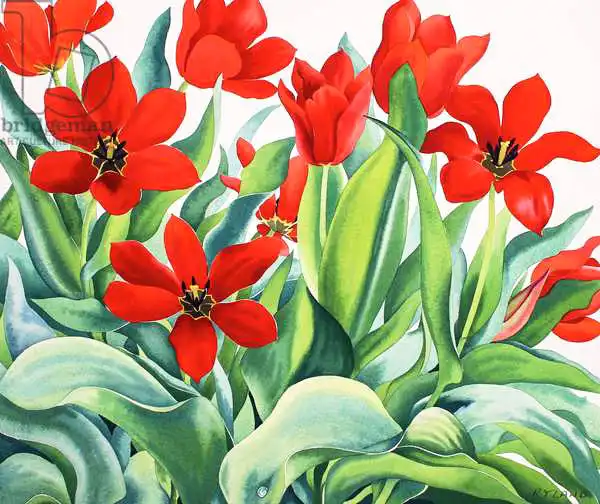 Ryland, Christophe: Madame Lefeber Tulips