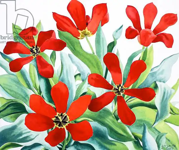 Ryland, Christophe: Madame Lefeber Tulips 2