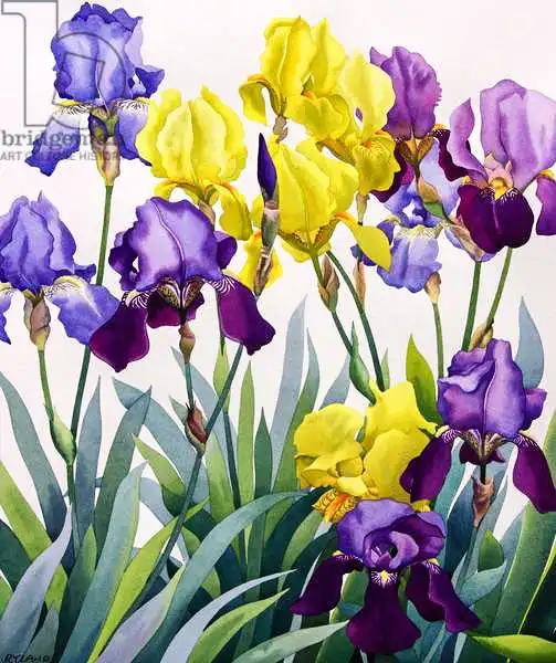 Ryland, Christophe: Yellow and Purple Irises