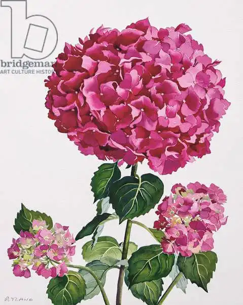 Ryland, Christophe: Hydrangea