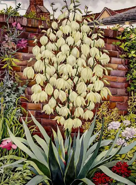 Ryland, Christophe: Flowering Yucca