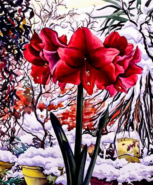 Ryland, Christophe: Amaryllis by Snow Window