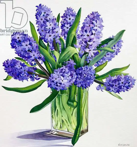 Ryland, Christophe: Blue Hyacinths