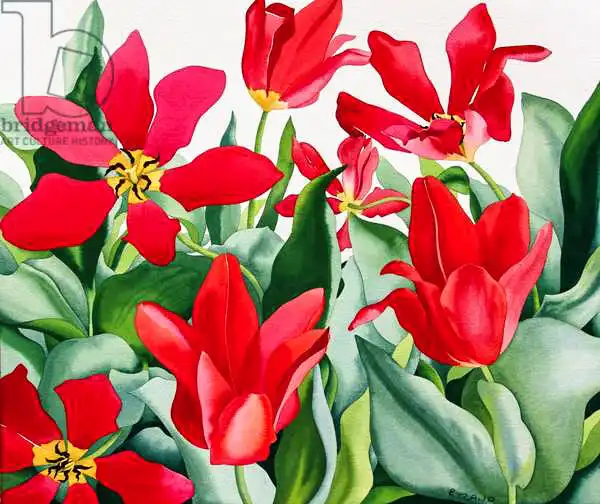 Ryland, Christophe: Shakespeare Tulips