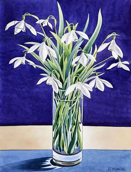 Ryland, Christophe: Snowdrops