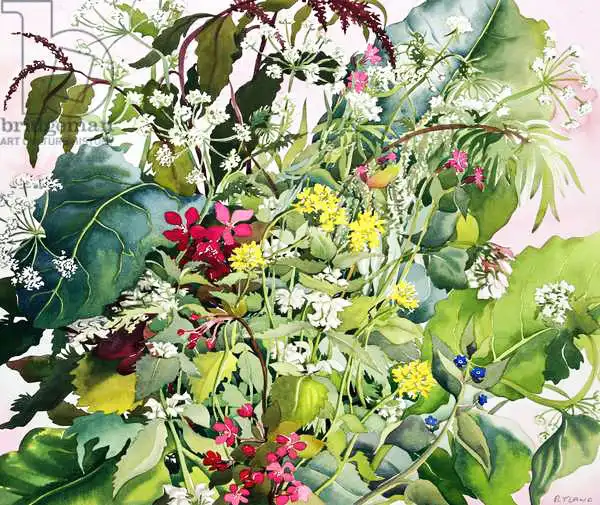 Ryland, Christophe: Wild Flowers with Comfrey and Campion