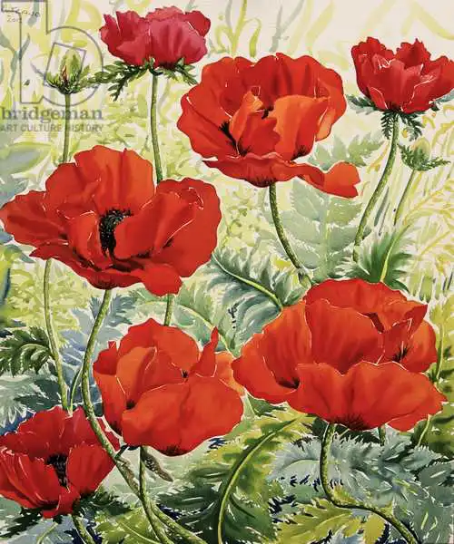 Ryland, Christophe: Large Red Poppies
