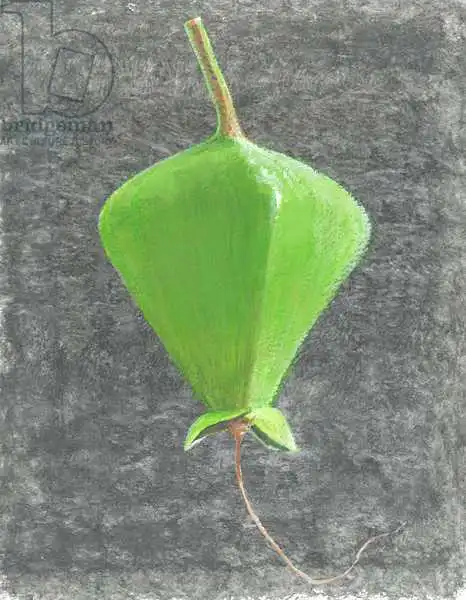 Seligman, Lincol: Barringtonia Acutangula