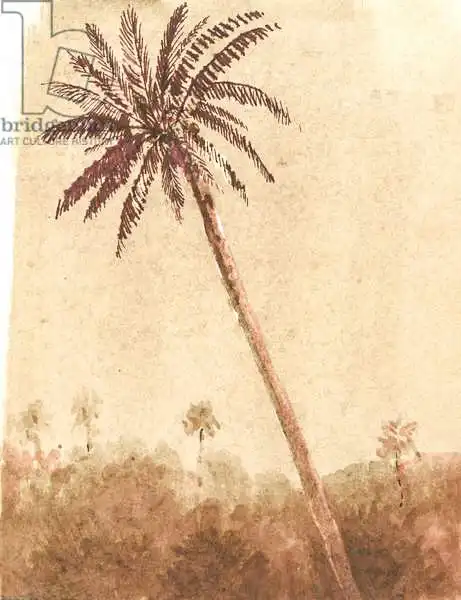 Seligman, Lincol: Palmera