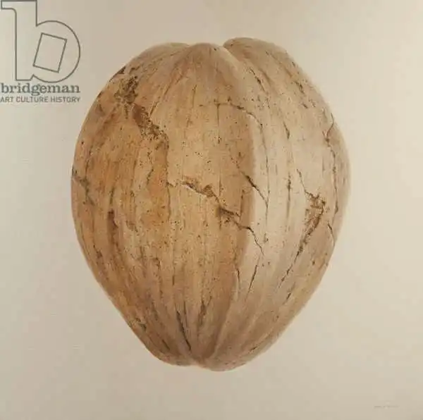 Seligman, Lincol: Noce di cocco, Sri Lanka