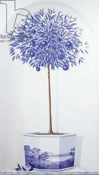 Seligman, Lincol: Árbol azul de China en un nicho