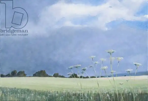Seligman, Lincol: Cow Parsley