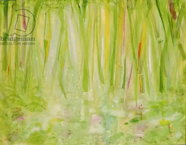 Shawa, Laila: Impression of the Rain Forest