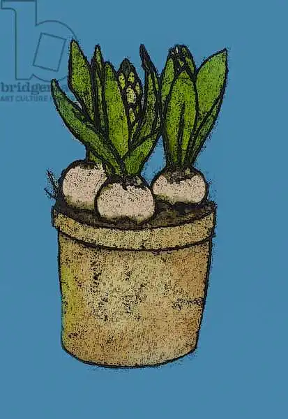 Thompson-Engels, Sara: Hyacinths in a pot