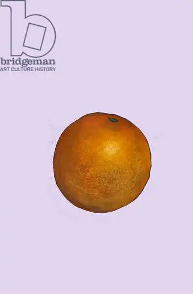 Thompson-Engels, Sara: Orange