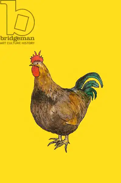 Thompson-Engels, Sara: Cockerel