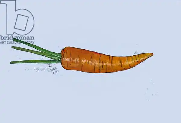 Thompson-Engels, Sara: Carrot