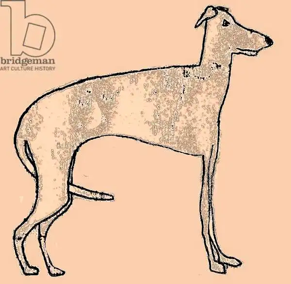 Thompson-Engels, Sara: Skinny dog