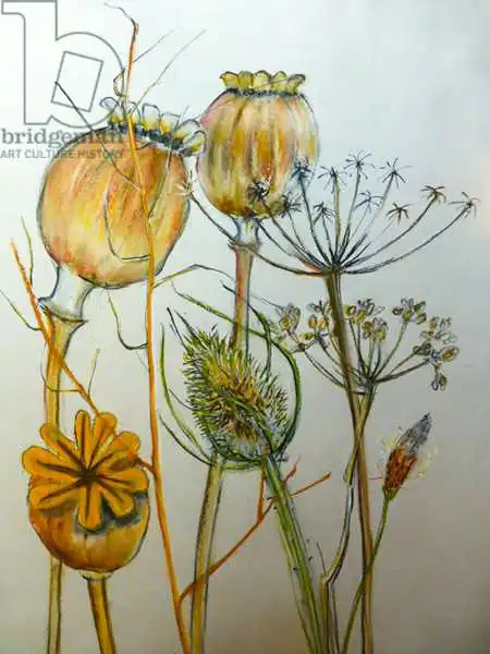 Thompson-Engels, Sara: Dried seedheads