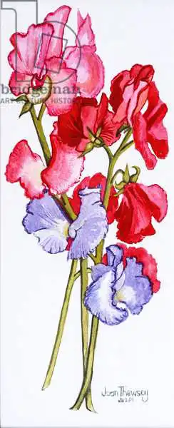 Thewsey, Joa: Three Sweet Peas 2011