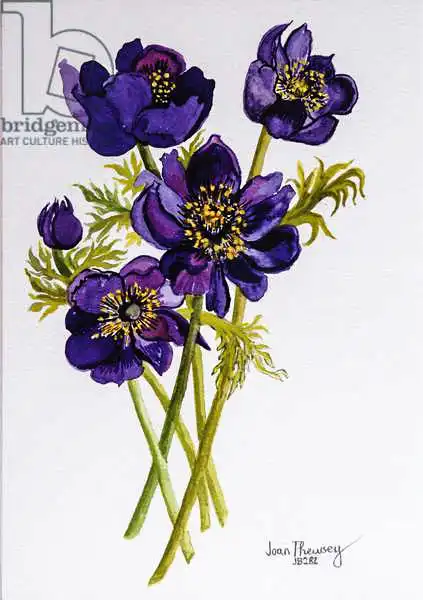 Thewsey, Joa: Anemoni