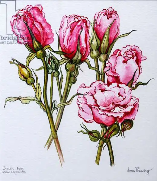 Thewsey, Joa: Rosa, Regina Elisabetta